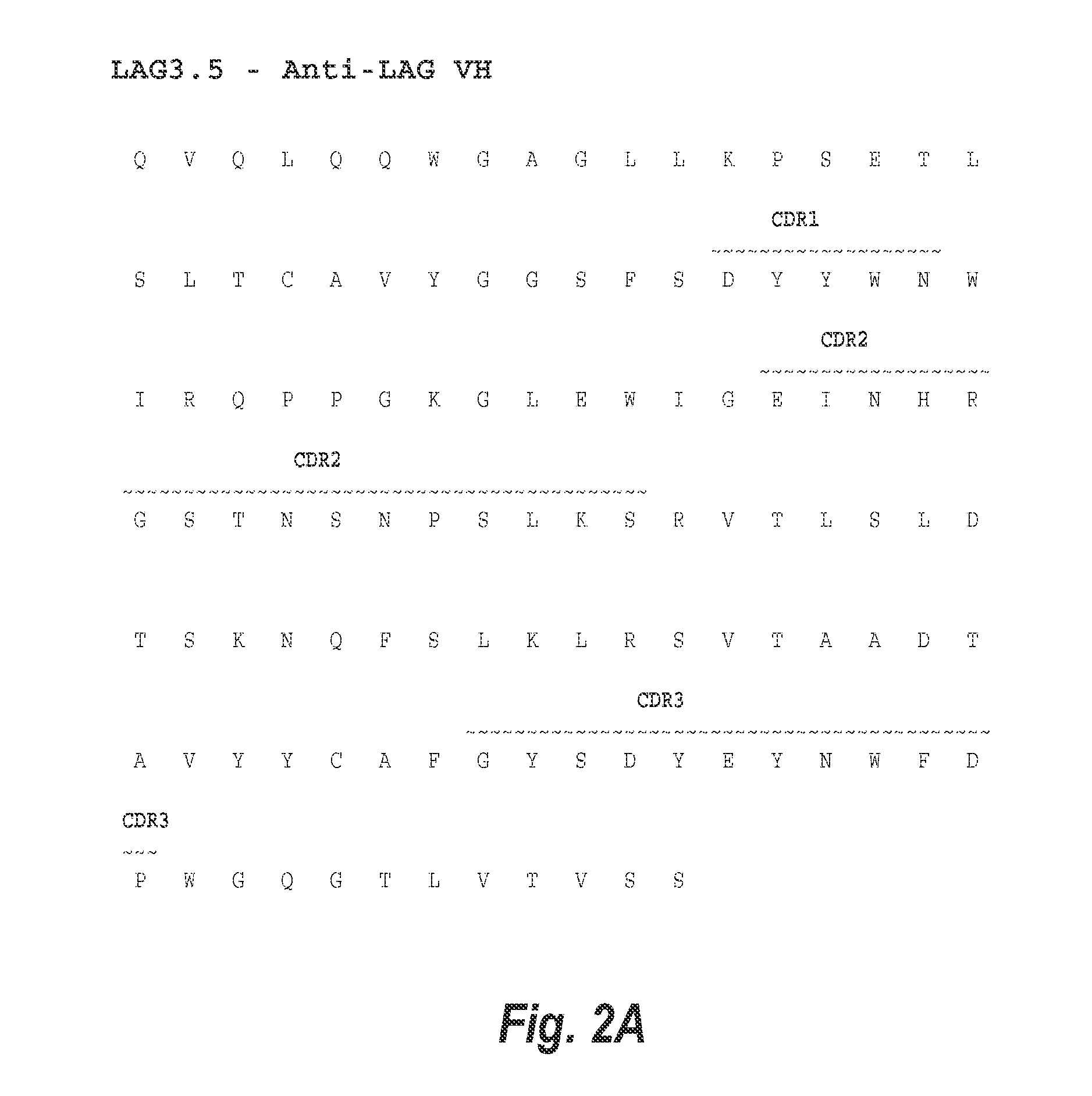 Optimization of antibodies that bind lymphocyte activation gene-3 (lag-3), and uses thereof