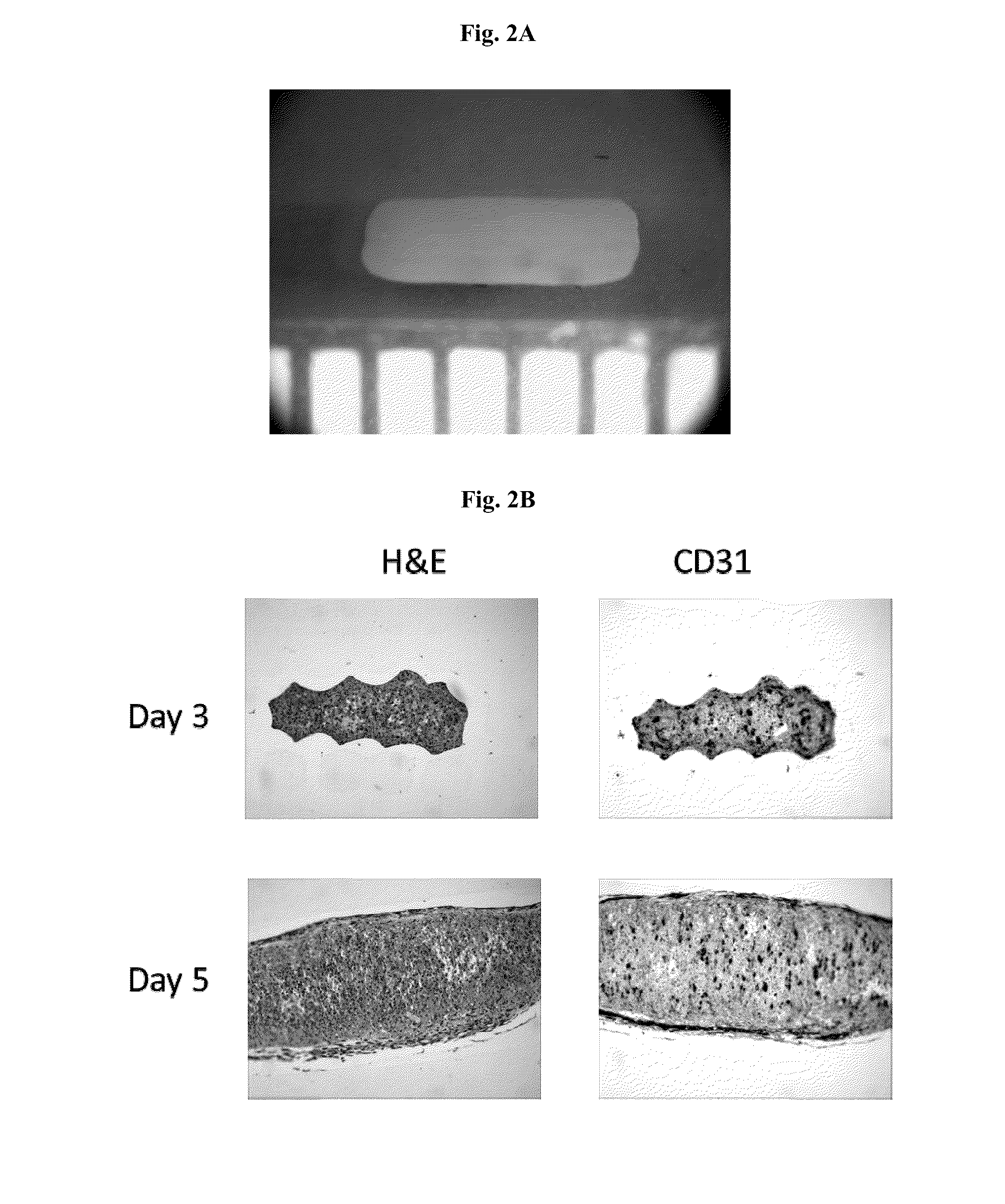 Engineered tissues for in vitro research uses, arrays thereof, and methods of making the same