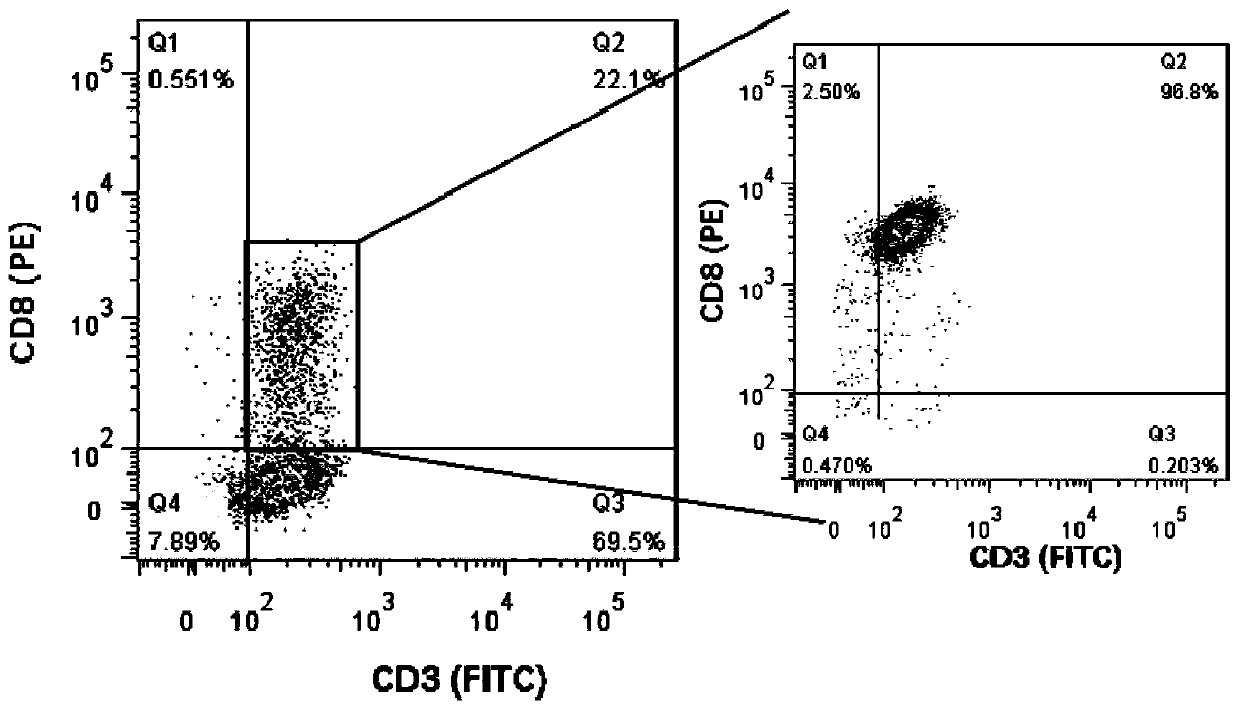 Preparation method of feeder cells for rapid culture of tumor infiltrating lymphocytes