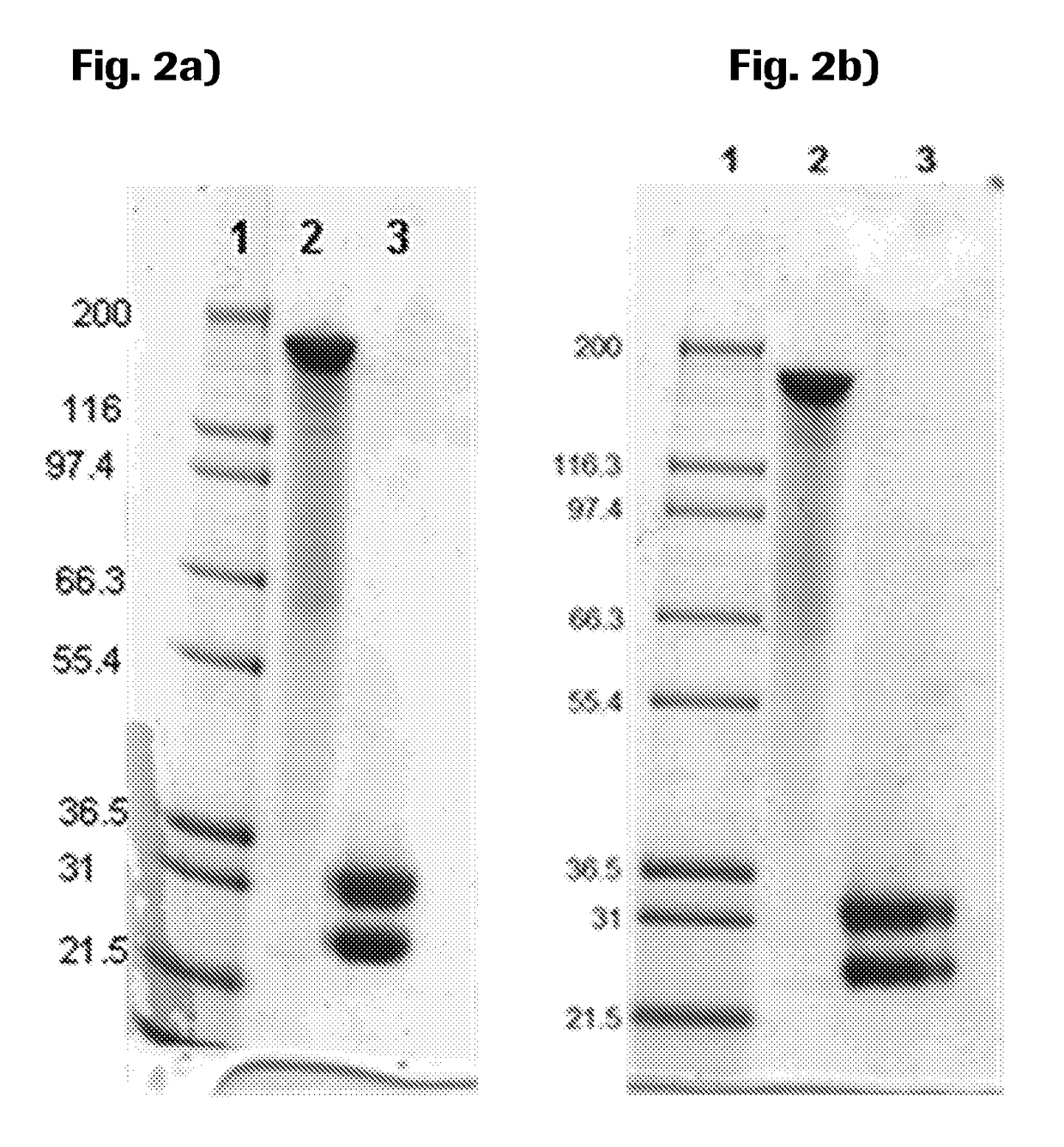 Trimeric antigen binding molecules