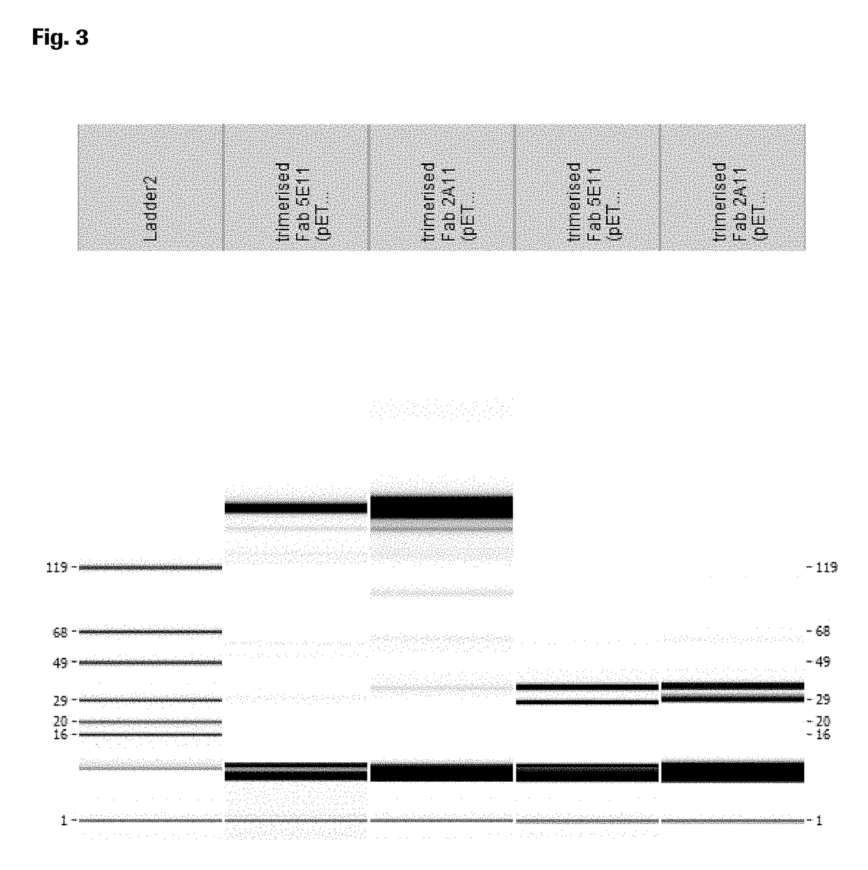 Trimeric antigen binding molecules