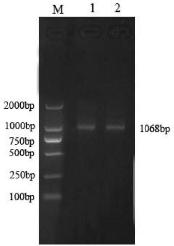Laying duck circRNA circ_13034 and detection reagent, method and application thereof