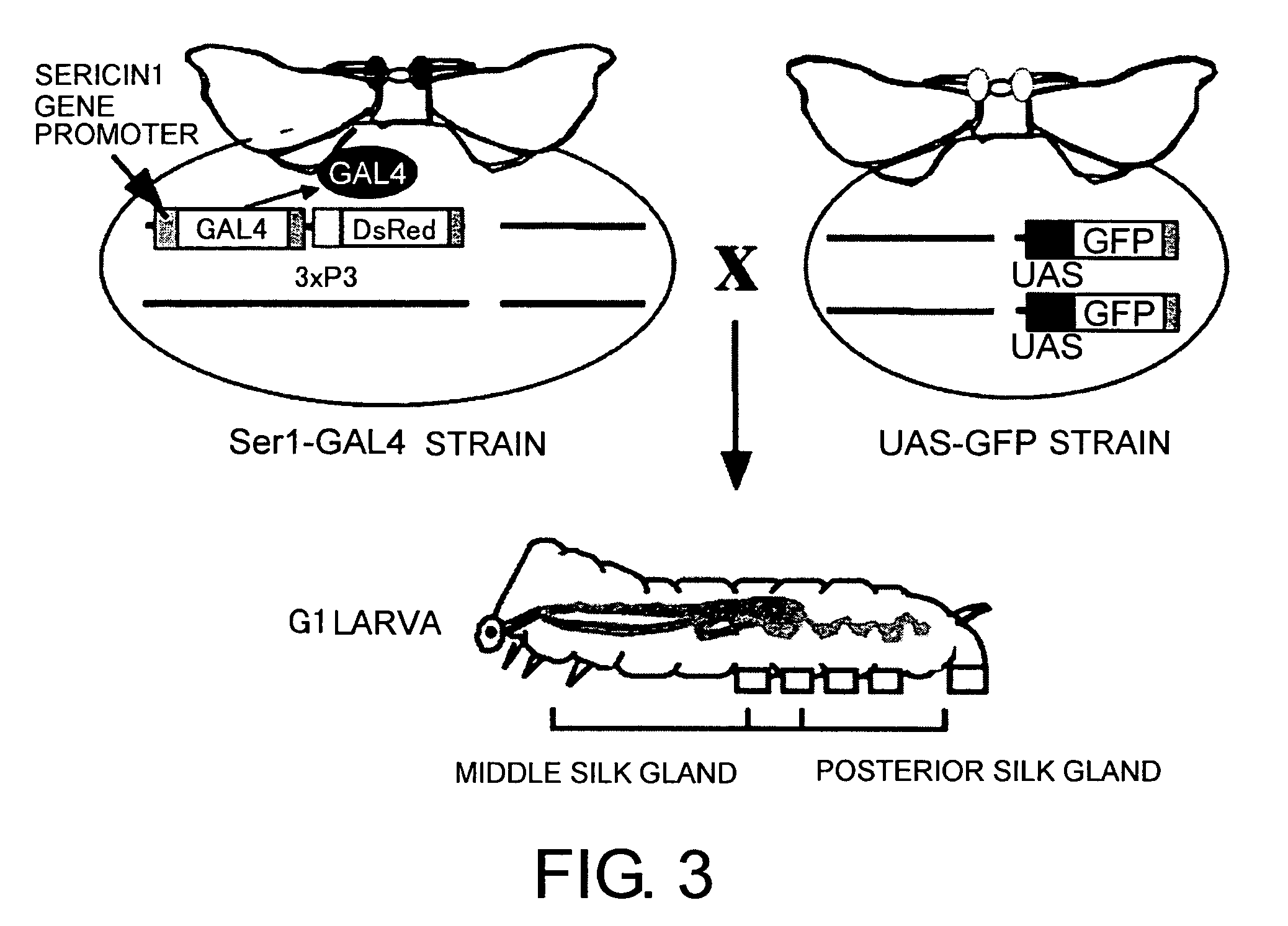 Methods for producing proteins using silkworm middle silk gland-specific gene expression system
