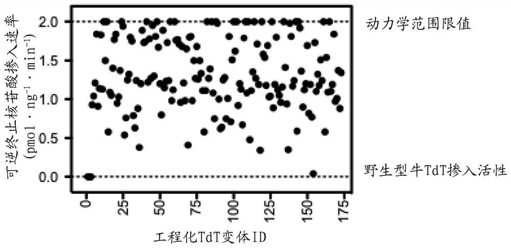 MODIFIED TERMINAL DEOXYNUCLEOTIDYL TRANSFERASE (TdT) ENZYMES