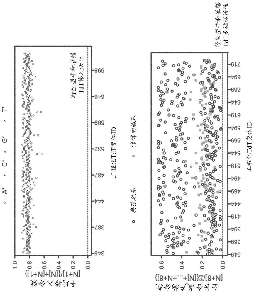 MODIFIED TERMINAL DEOXYNUCLEOTIDYL TRANSFERASE (TdT) ENZYMES