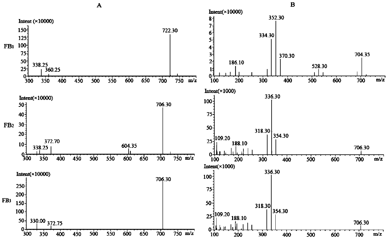 A method for simultaneously preparing fumonisin b1, b2 and b3 standard substances