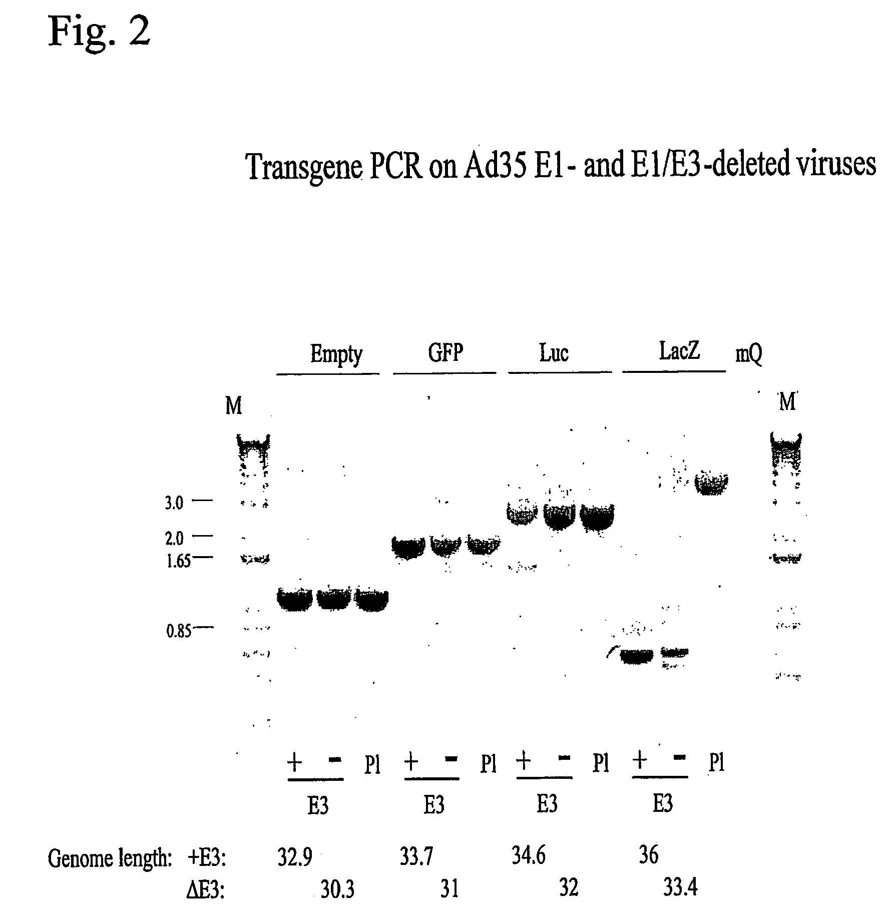 Stable adenoviral vectors and methods for propagation thereof