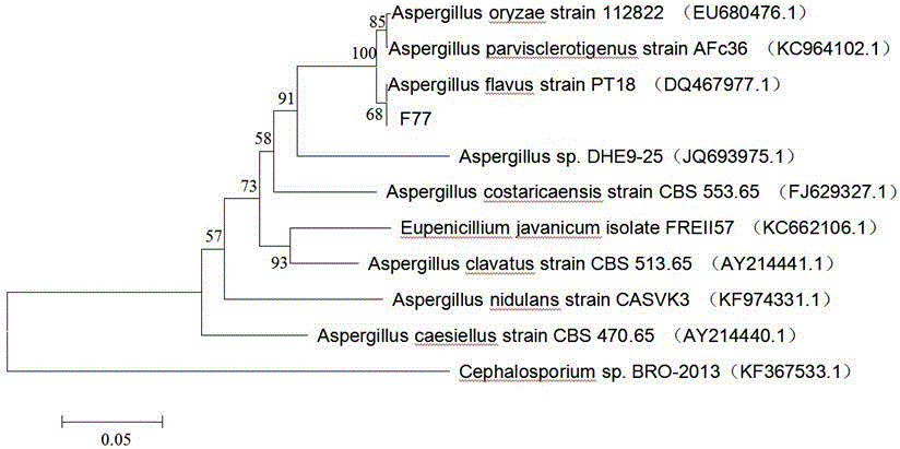 Radiation-resistant Aspergillus sp. and application thereof in cesium 137 adsorption biological treatment