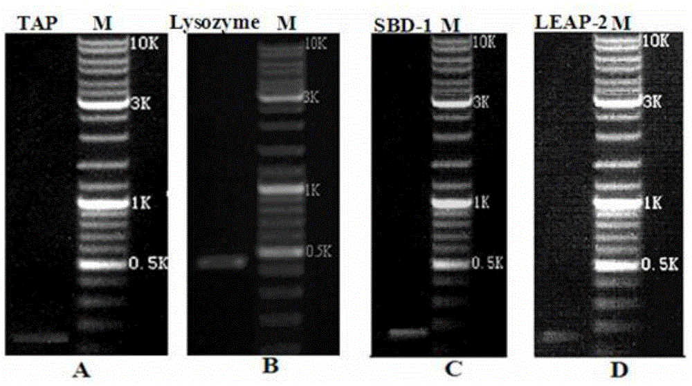 Antibacterial peptide coexpression vector, construction and expression method thereof