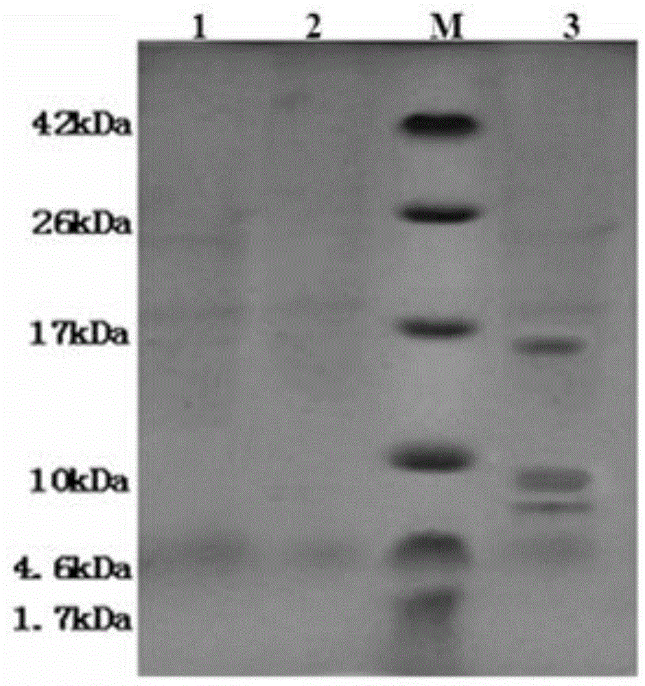 Antibacterial peptide coexpression vector, construction and expression method thereof