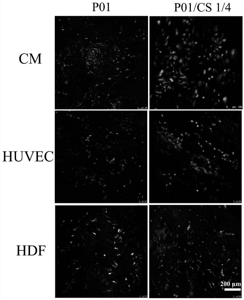 Natural high-polymer bioactive trauma repair material with function of releasing active ions and method for preparing natural high-polymer bioactive trauma repair material