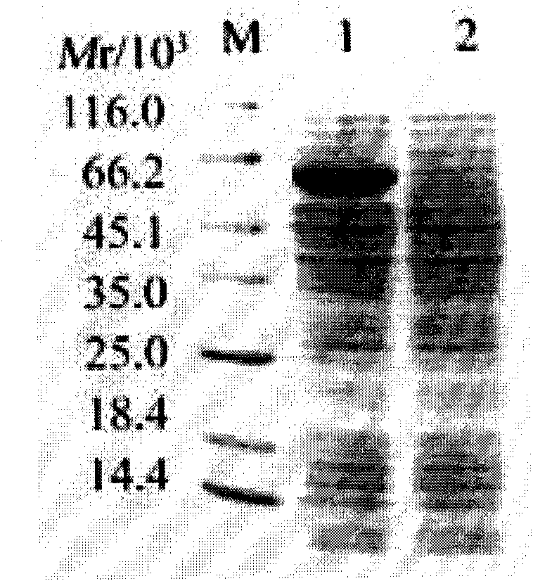 Pseudovirus based on Vasohibin gene and preparation method and application thereof