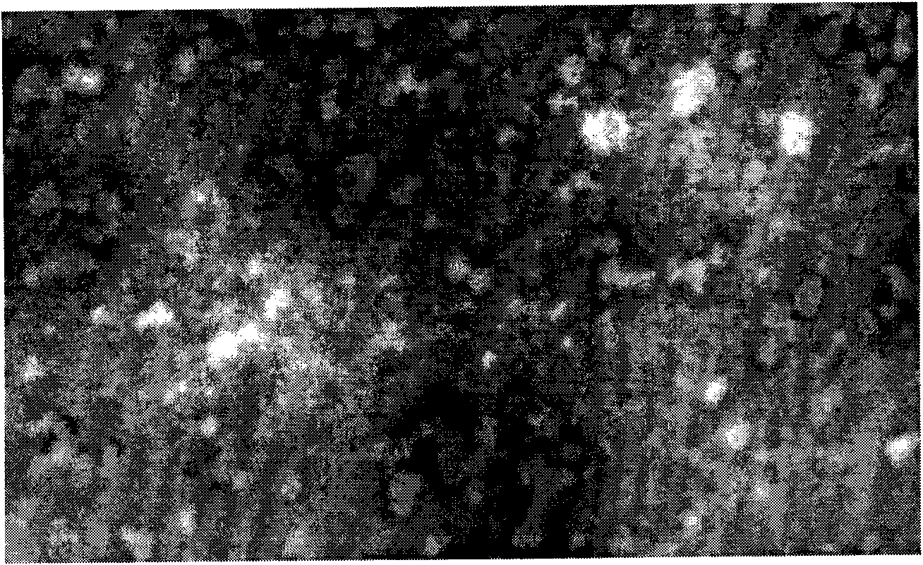 Pseudovirus based on Vasohibin gene and preparation method and application thereof