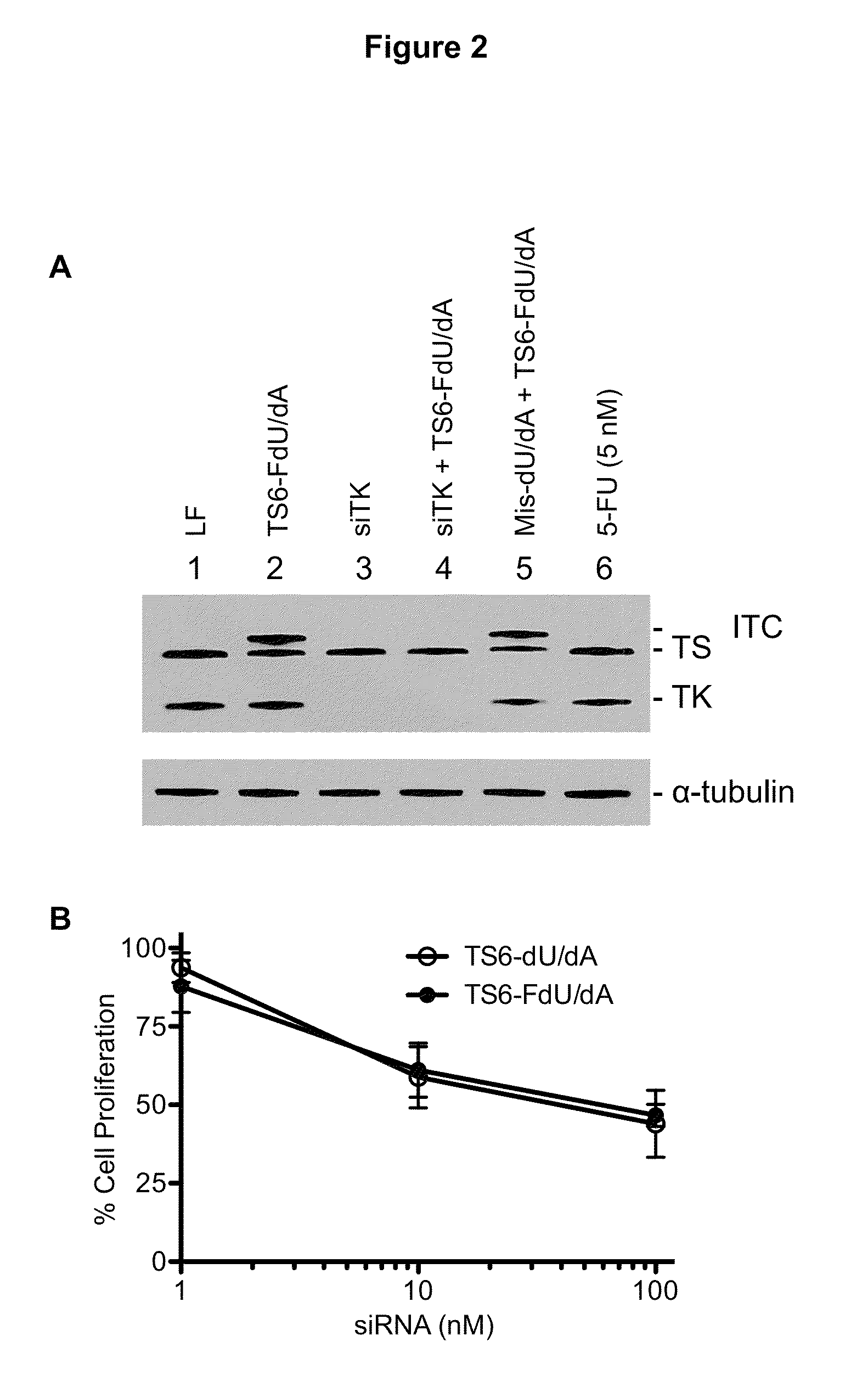 Modified siRNA Molecules Incorporating 5-Fluoro-2'-Deoxyuridine Residues to Enhance Cytotoxicity