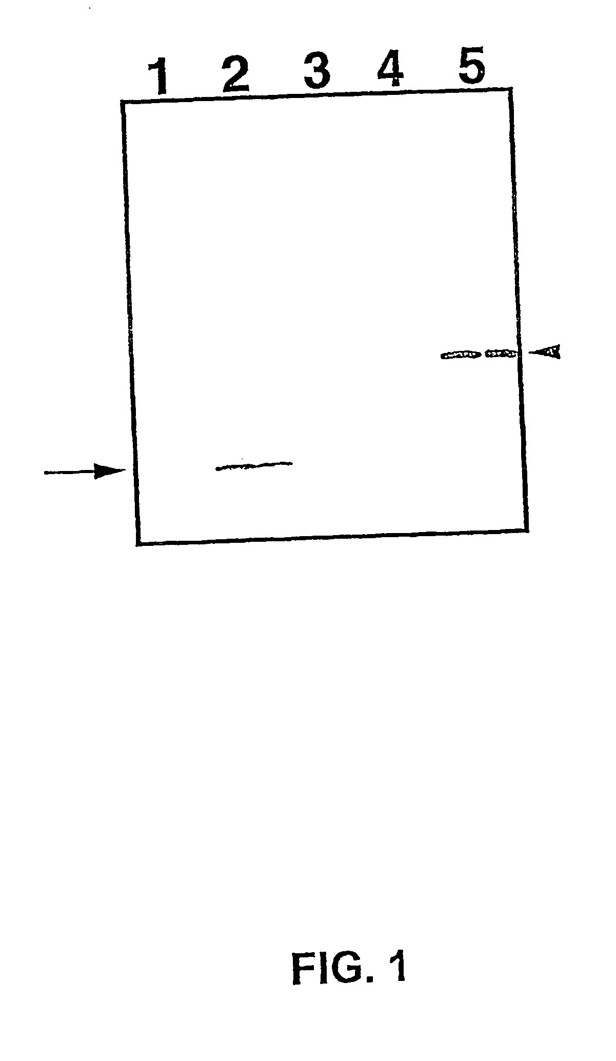 Method for isolating cell-type specific mrnas
