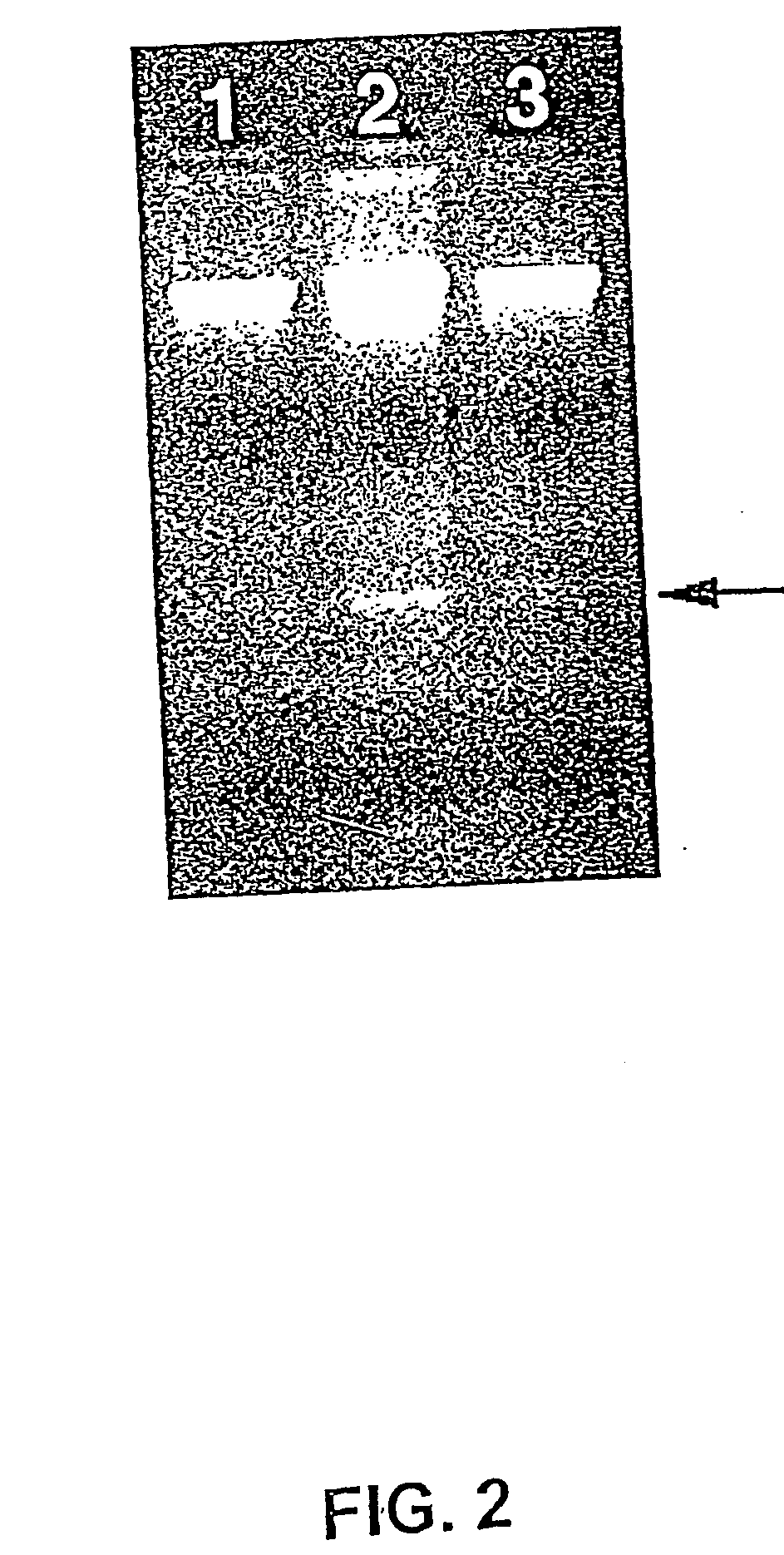 Method for isolating cell-type specific mrnas