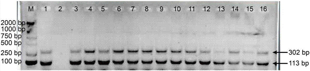 Double PCR detection method for authenticity identification of cordyceps sinensis