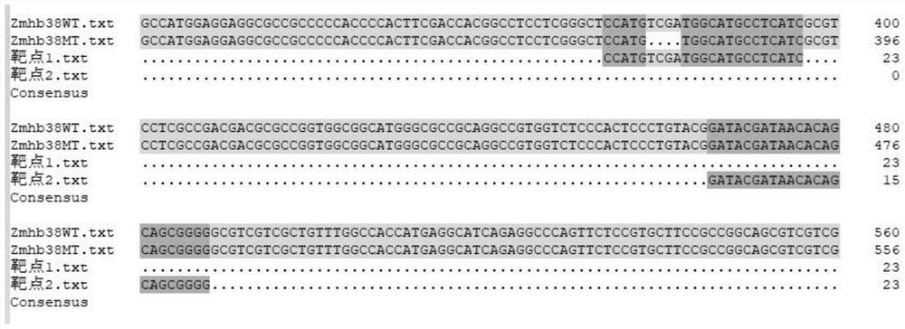 Method for creating corn dwarfing materials based on Zmhb38 gene