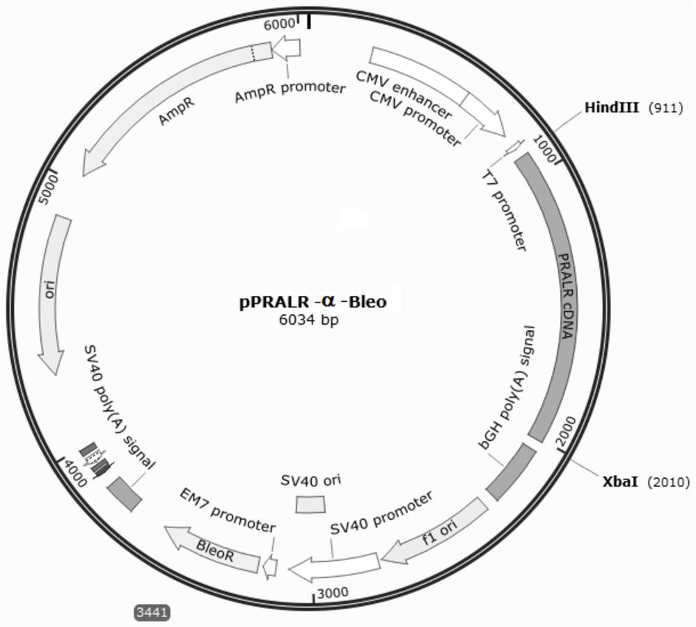 Application of long non-coding RNA PRALR in the diagnosis of paclitaxel chemotherapy resistance in tumors