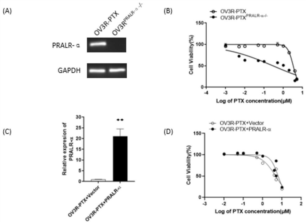 Application of long non-coding RNA PRALR in the diagnosis of paclitaxel chemotherapy resistance in tumors