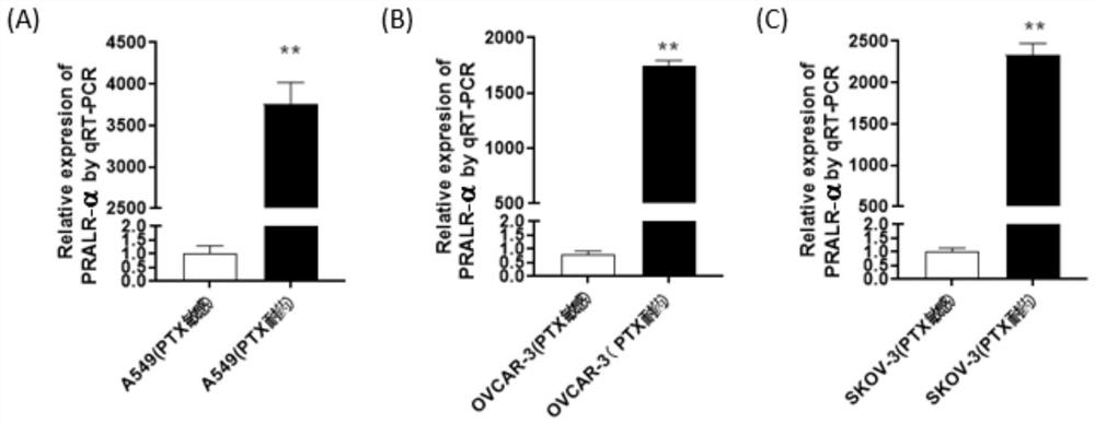 Application of long non-coding RNA PRALR in the diagnosis of paclitaxel chemotherapy resistance in tumors