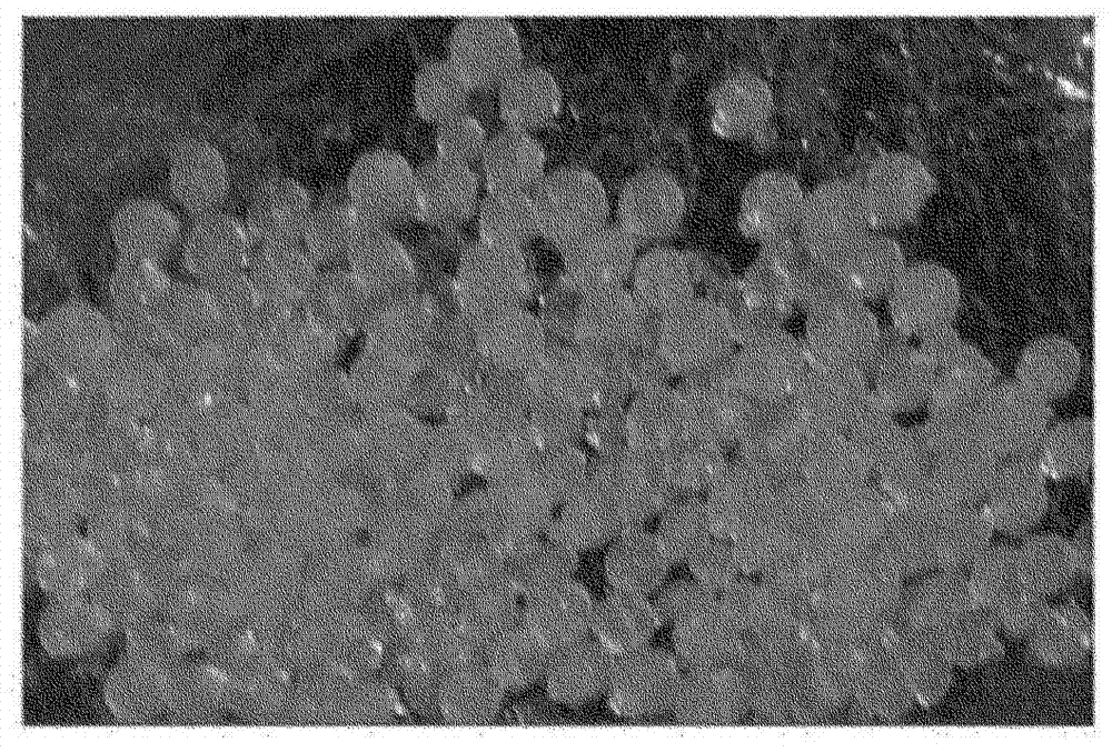 Solvent-substitution solvent used in aerogel production, and hydrophobised aerogel production method using same