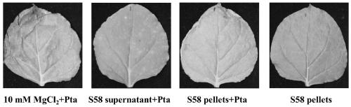 Pseudomonas corrugata and its application