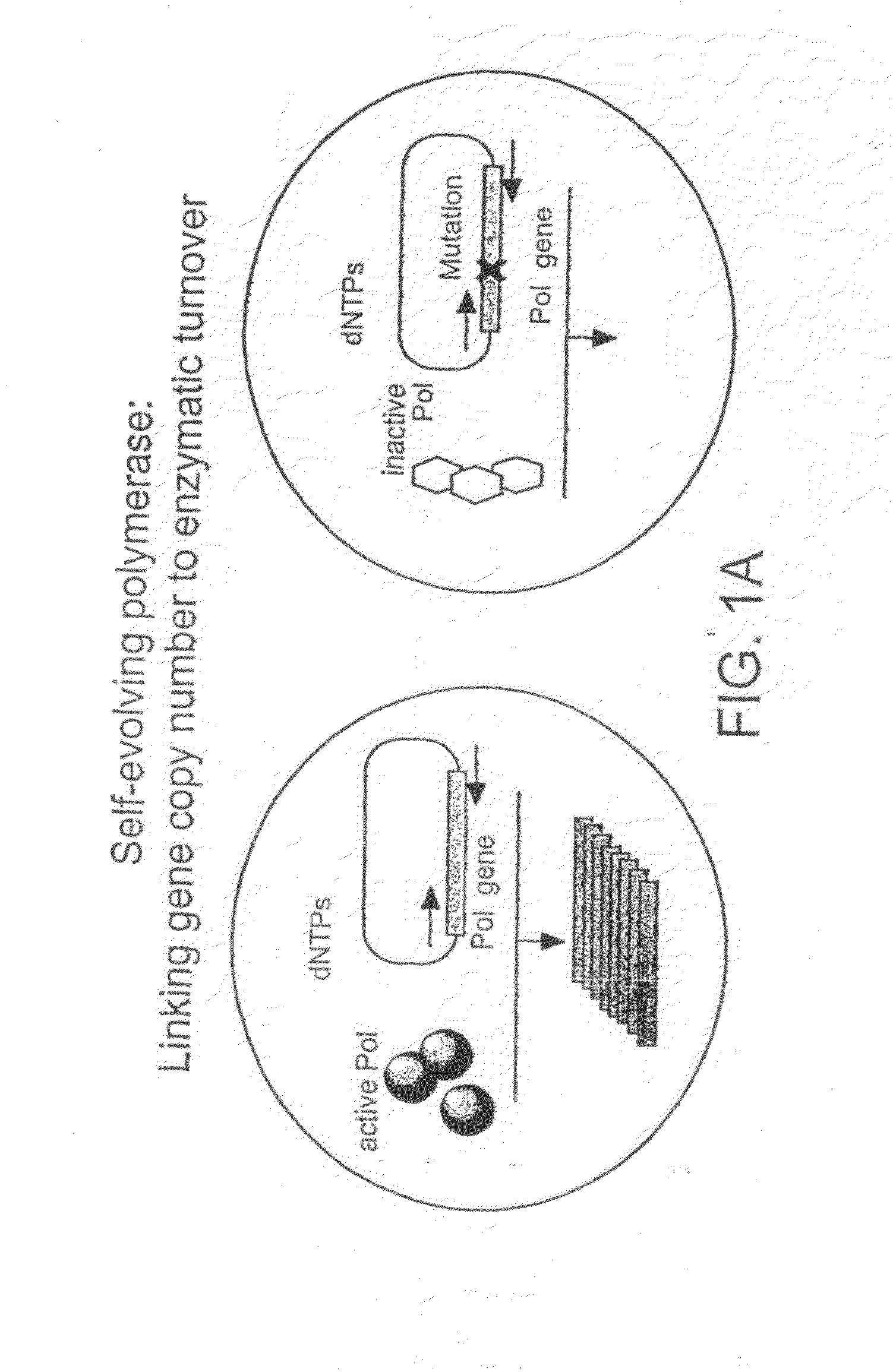 Methods of increasing the concentration of a nucleic acid