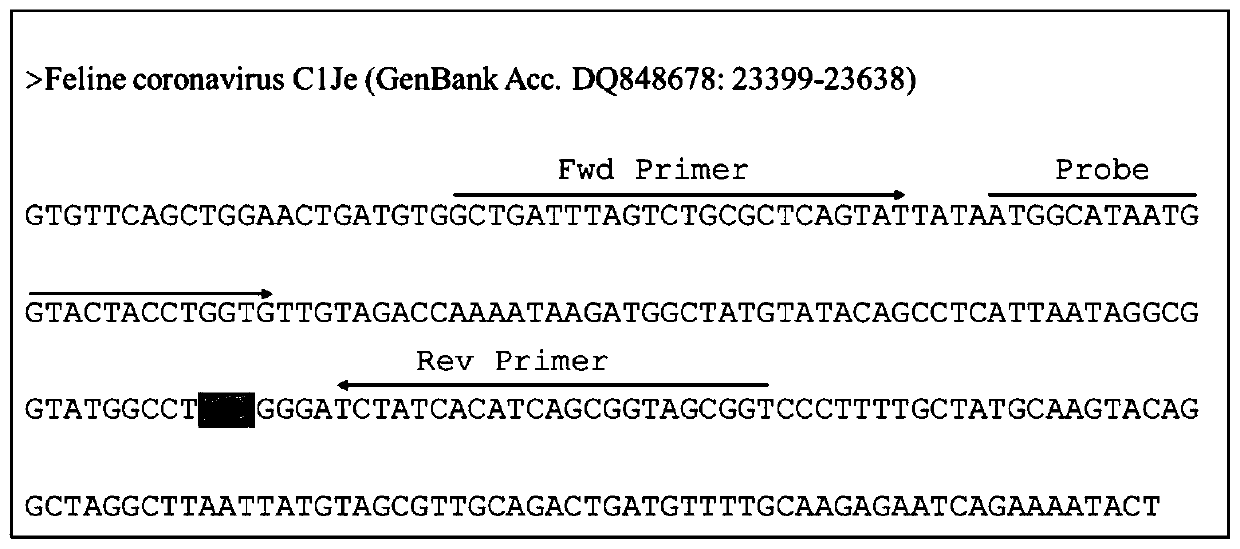 Primers for cat coronavirus gene amplification and genotyping method