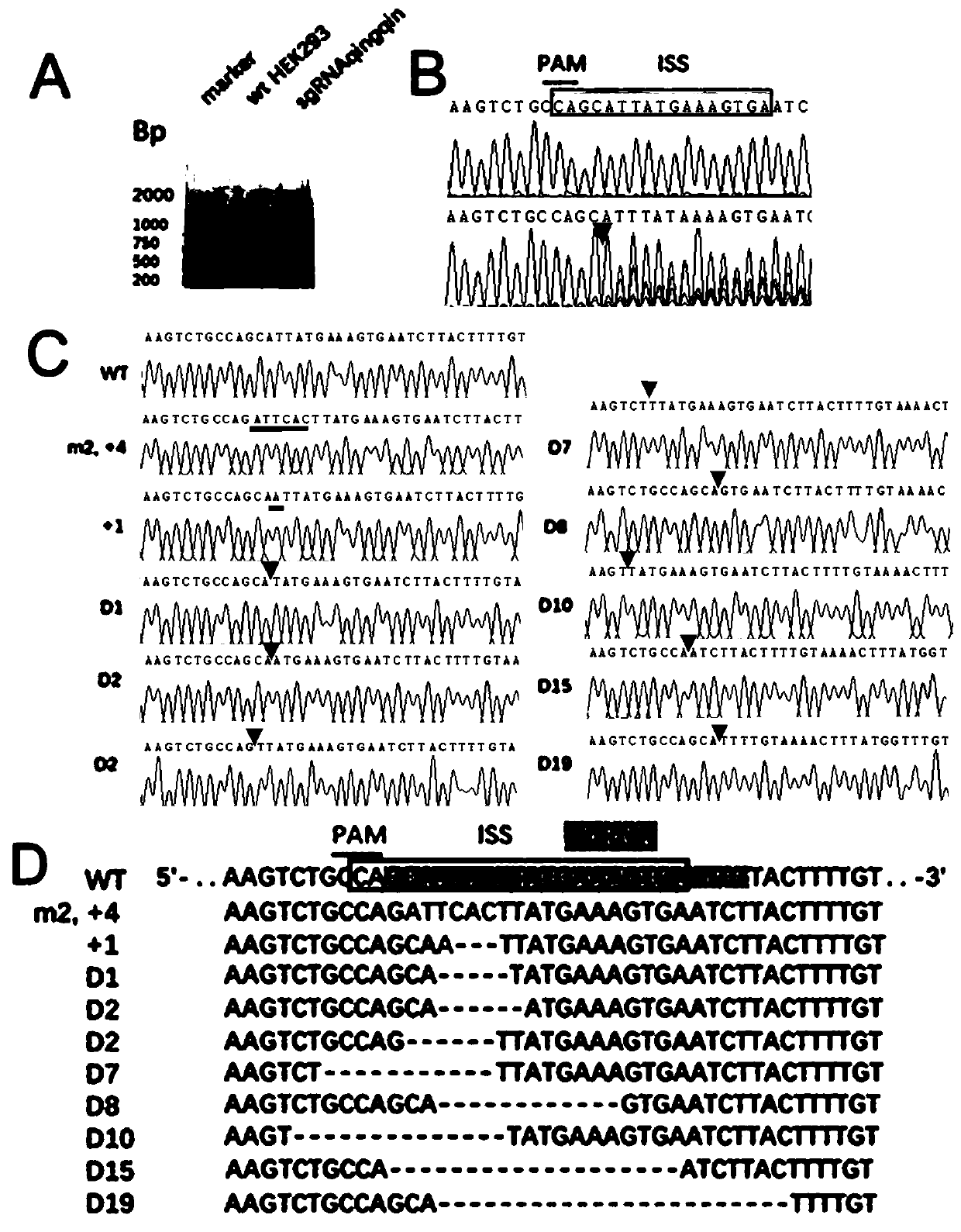 Method for targeted edition of ISS sequence with CRISPR (clustered regularly interspaced short palindromic repeat) recombinant plasmid constructed by nucleotide sequence