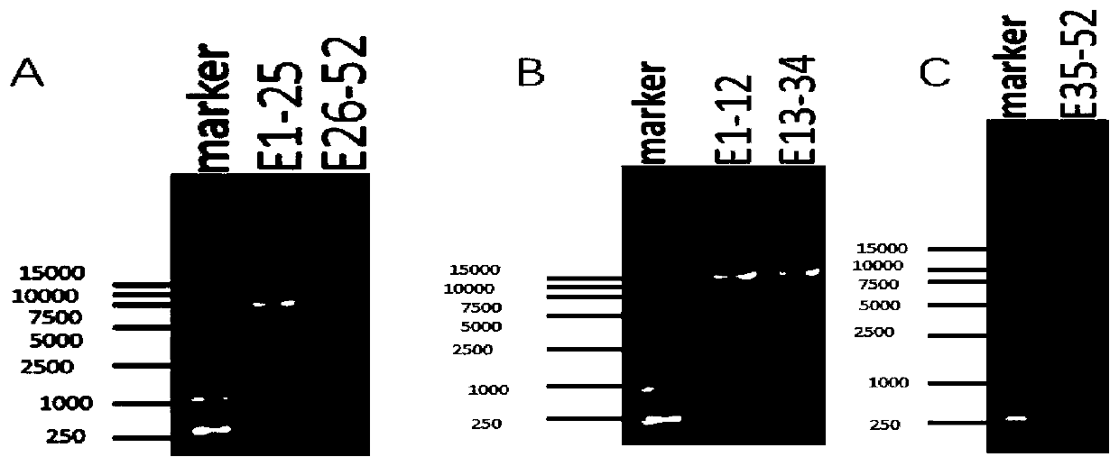 Primers and kit for amplifying and detecting mutation of human COL1A1 and/or COL1A2 genes