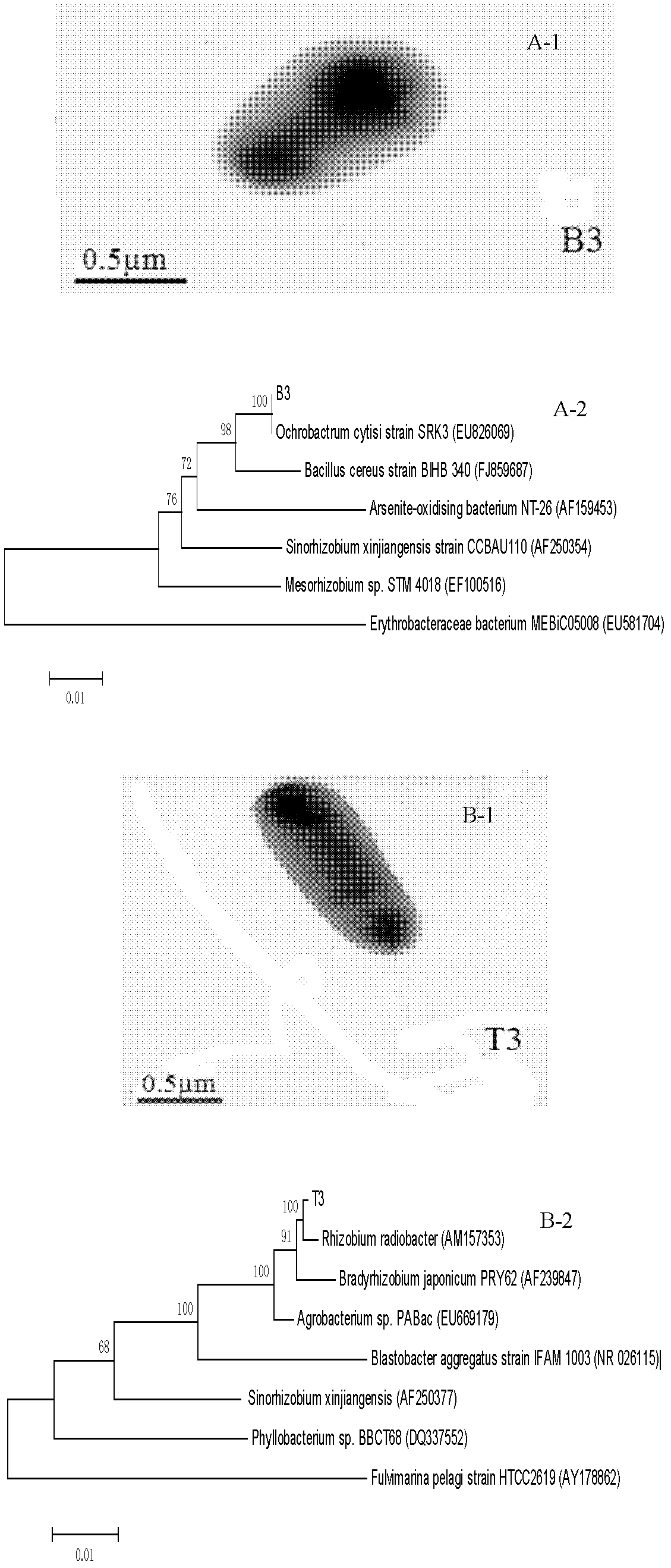Composite microbial inoculum, immobilization method and application thereof