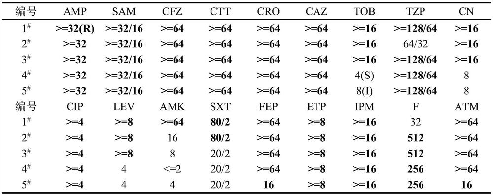 Application of Pulsatilla saponin a3 in inhibiting the growth of multidrug-resistant Providencia rettgeri