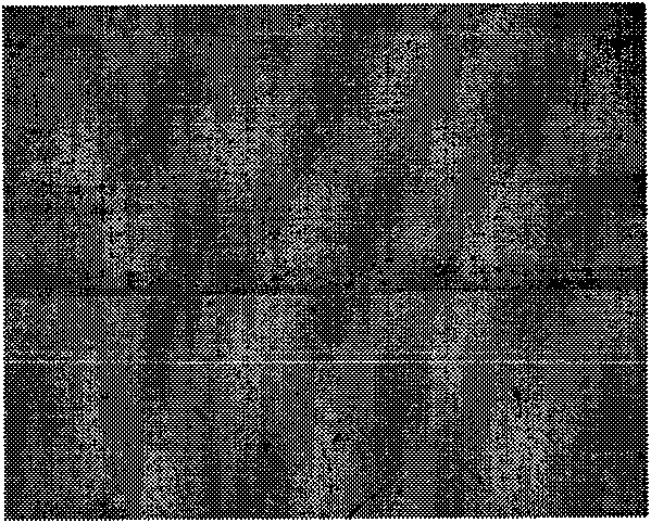 Method for preparing compound metal sulfide diamond composite membrane