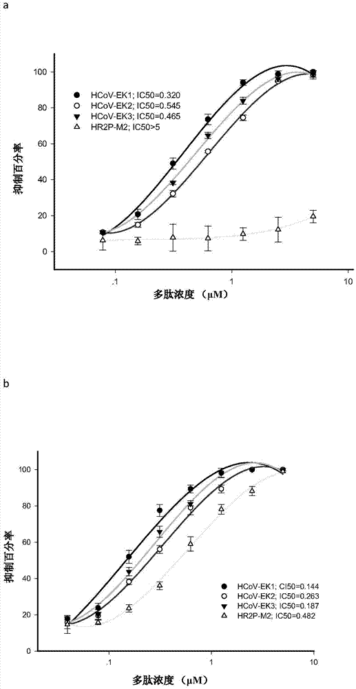 Polypeptides capable of inhibiting human coronavirus infections in a broad spectrum manner, and applications thereof
