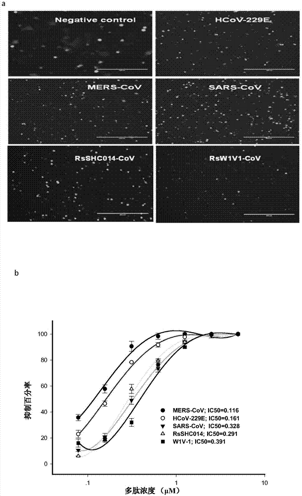 Polypeptides capable of inhibiting human coronavirus infections in a broad spectrum manner, and applications thereof