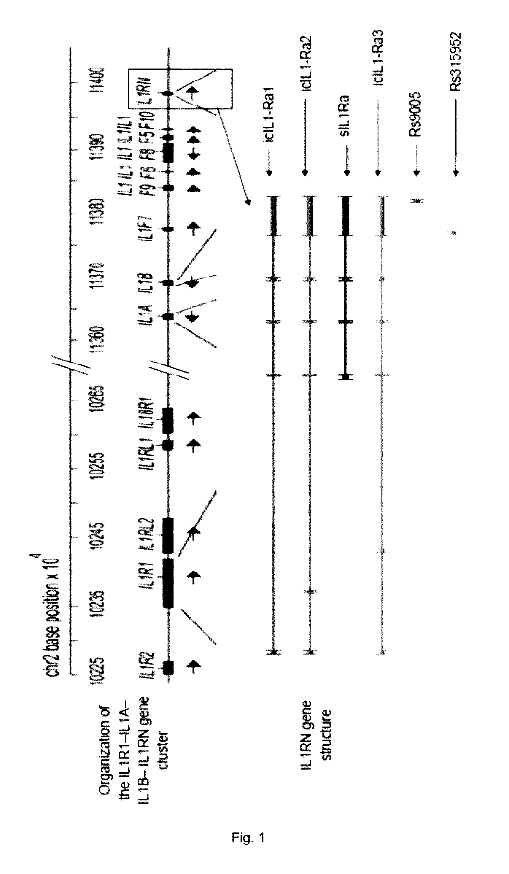 Genetic markers for predicting responsiveness to fgf-18 compound