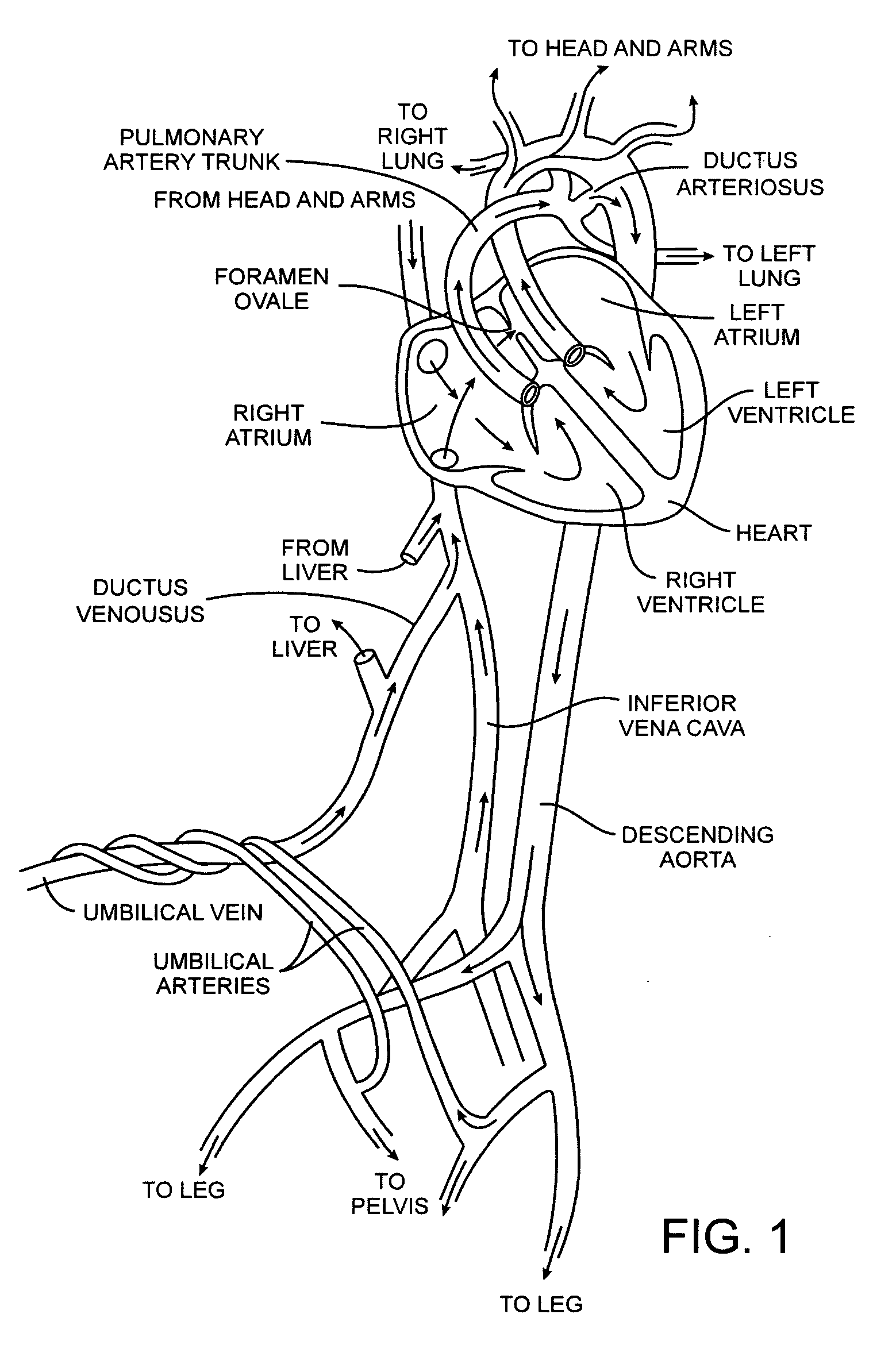 Energy based devices and methods for treatment of anatomic tissue defects