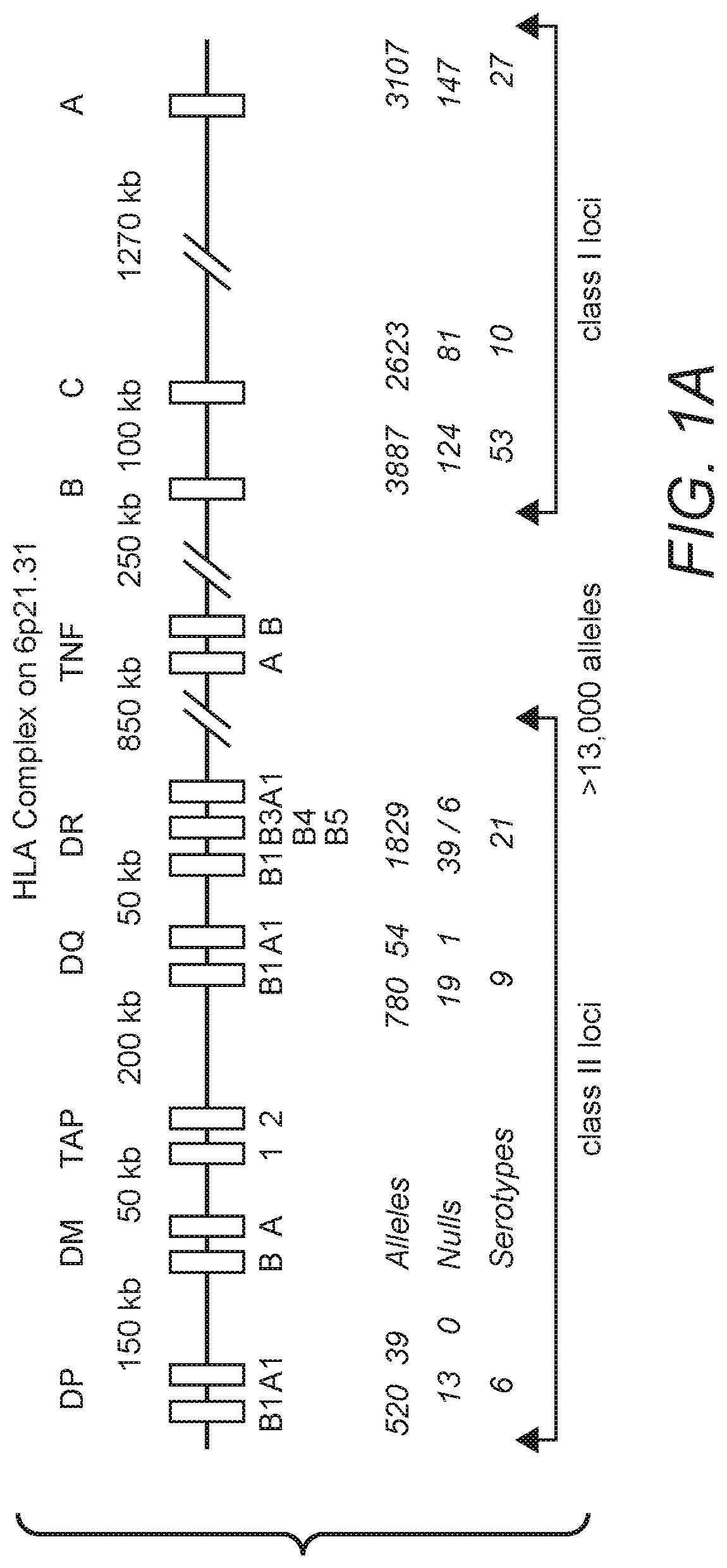 Compositions and methods for viral delivery of neoepitopes and uses thereof