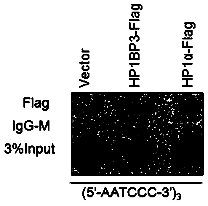 Application of telomere binding protein HP1BP3 in preparation of tumor cell regulator