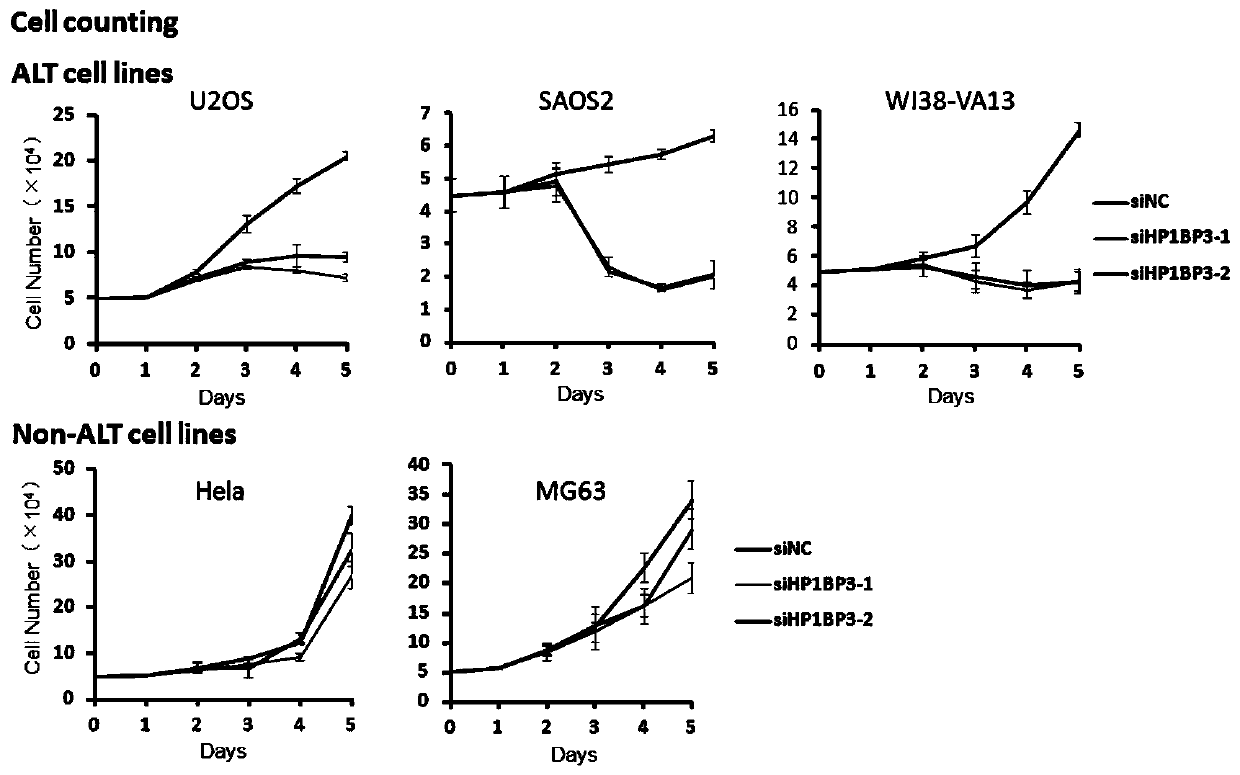 Application of telomere binding protein HP1BP3 in preparation of tumor cell regulator