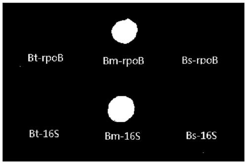 A gene chip for specific detection of Bacillus megaterium