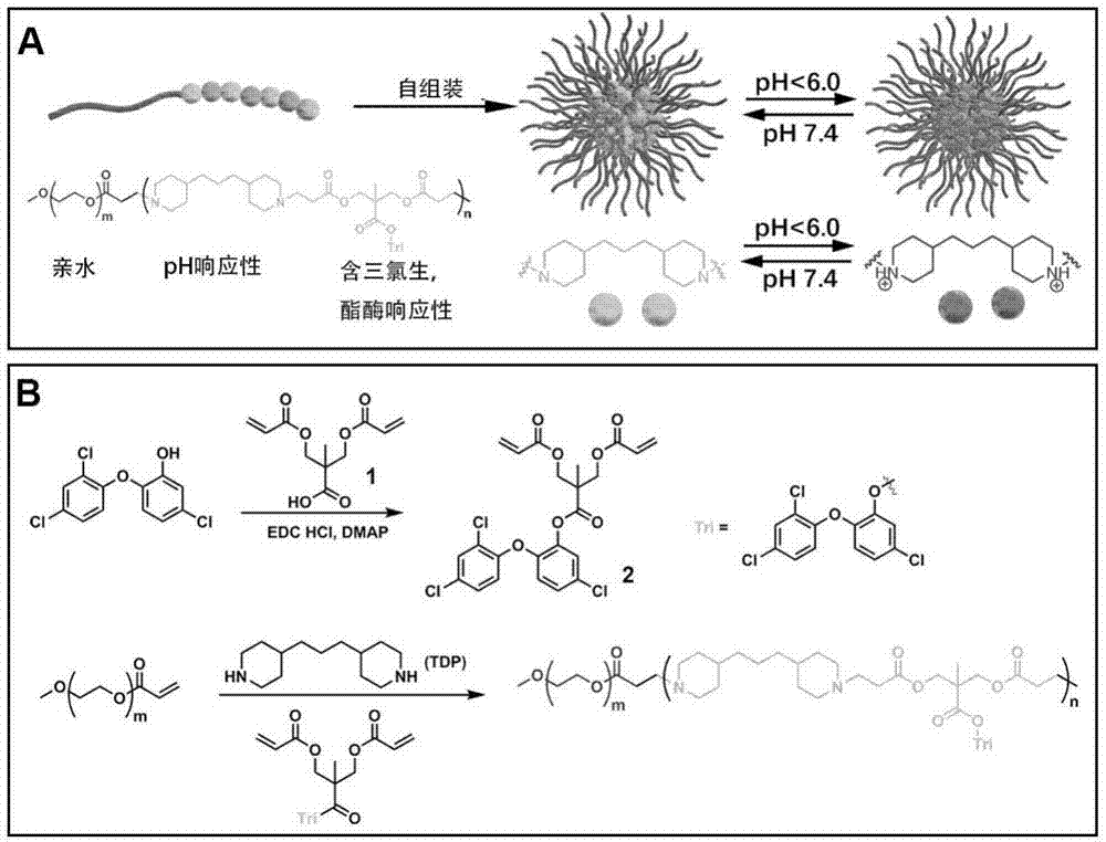Preparation method for triclosan-containing poly(beta-urethane-urea) and application of triclosan-containing poly(beta-urethane-urea) in selectively killing oral streptococcus mutans of biofilm