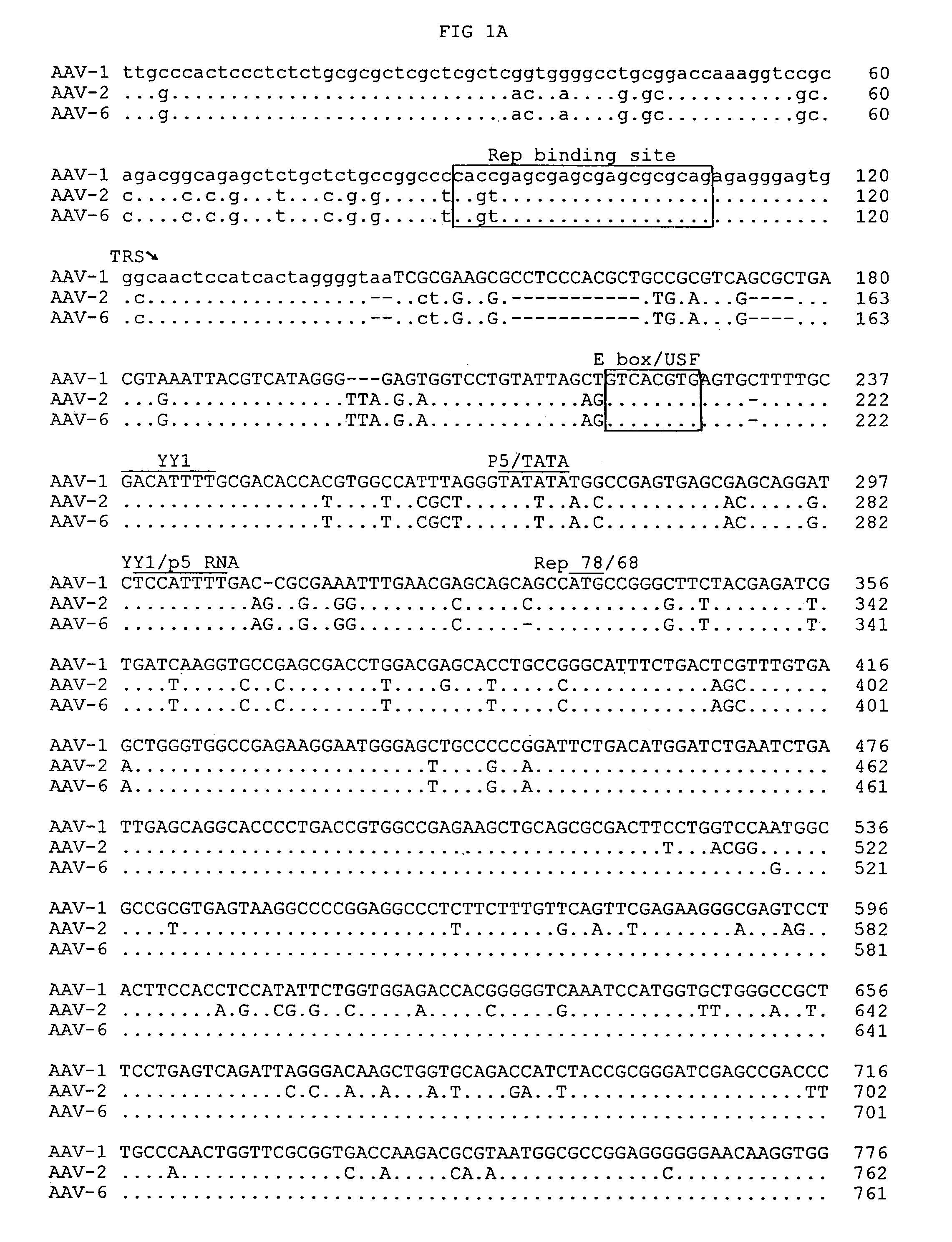 Adeno-associated virus serotype 1 nucleic acid sequences, vectors and host cells containing same