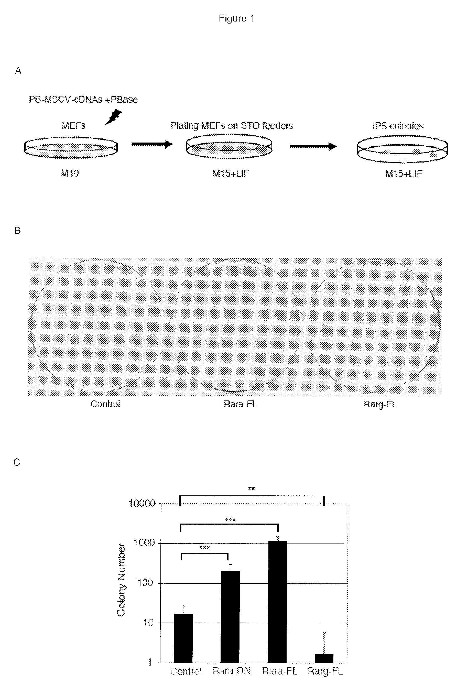 Cells and methods for obtaining them