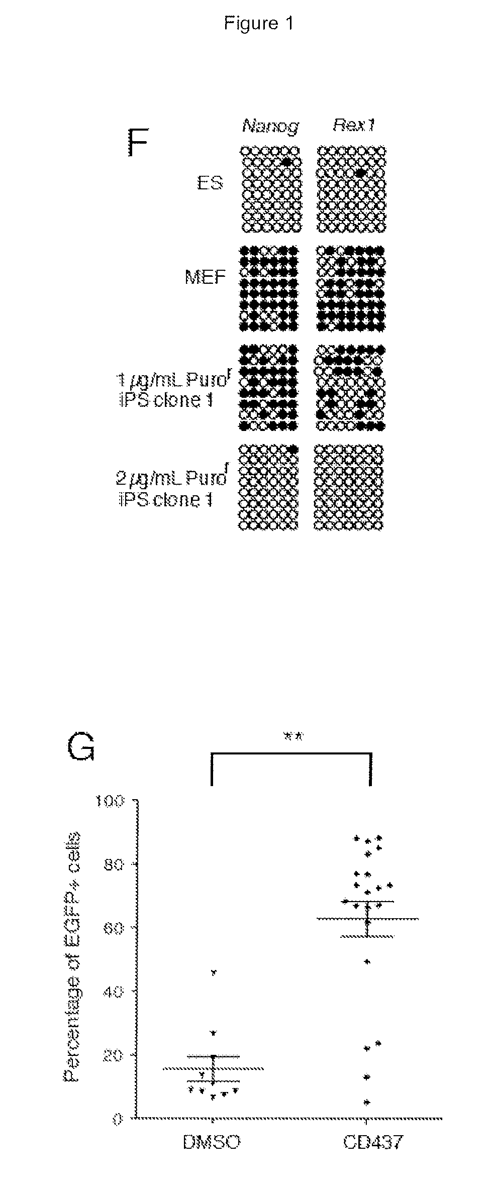 Cells and methods for obtaining them