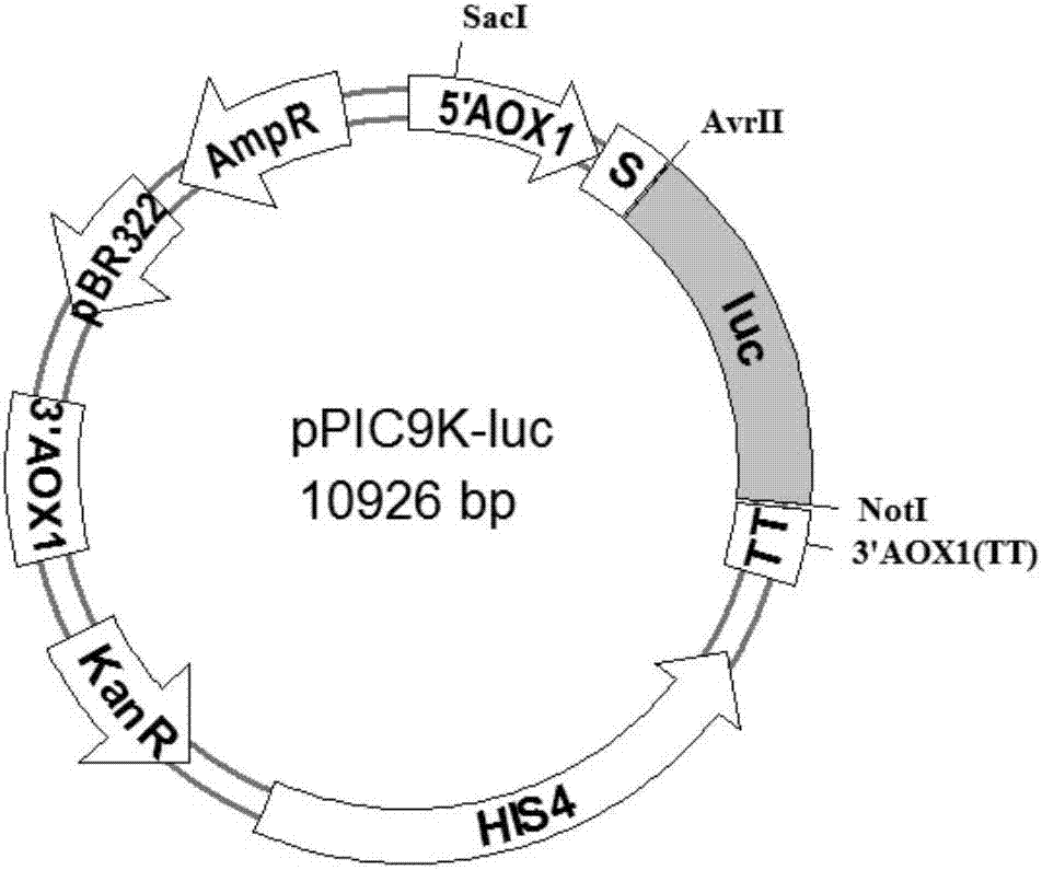 Preparation method of luciferase