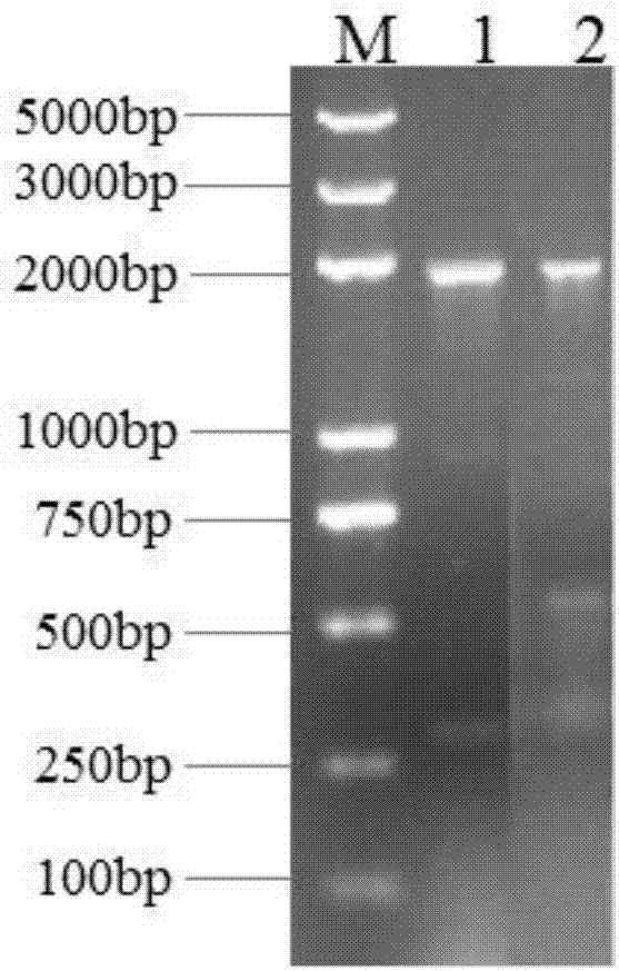 Preparation method of luciferase