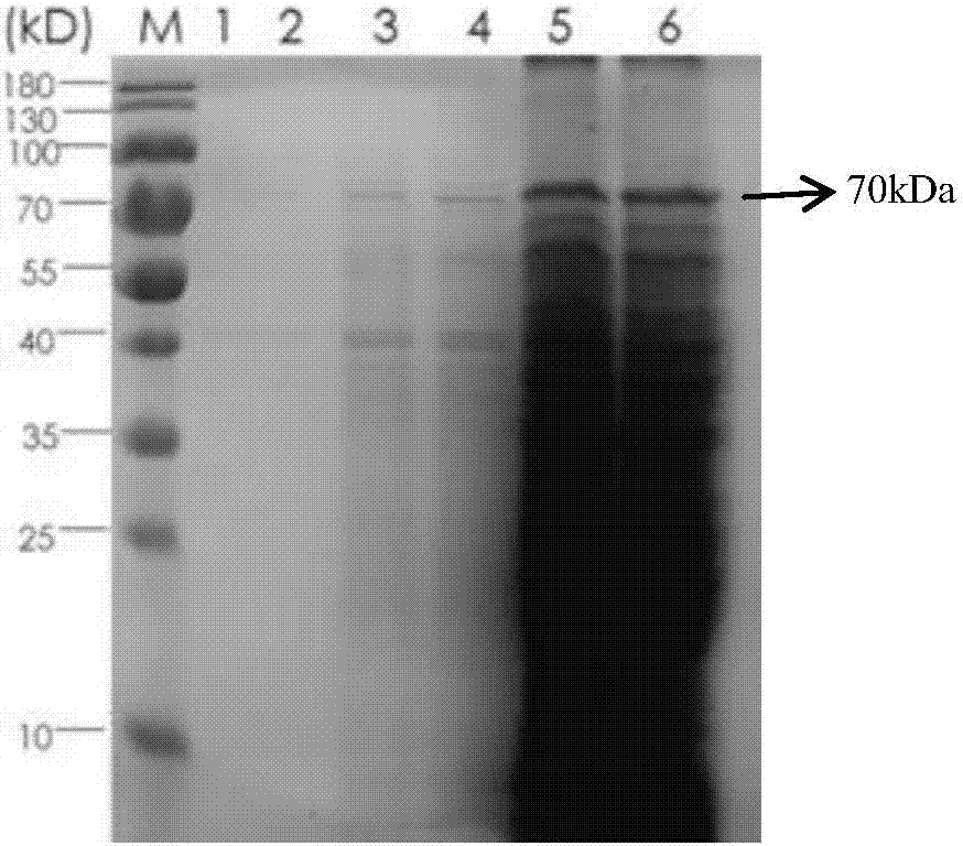 Preparation method of luciferase