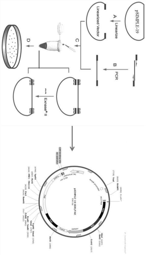 Composite cellulase system and its application in the production of starch fuel ethanol